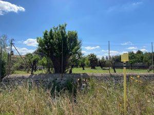 A Plot with mediterranean plants and fruit trees.